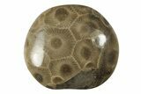 Small Polished Petoskey Stones (Fossil Coral) - Michigan - Photo 3